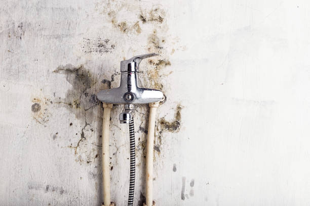 Best Mold Removal Near Me  in Kilauea, HI