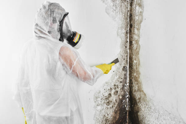 Best Black Mold Removal  in Kilauea, HI