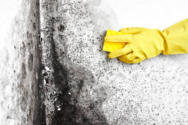 Best Mold Removal Company Near Me  in Kilauea, HI