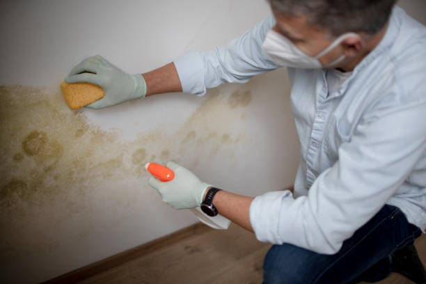 Best Attic Mold Removal  in Kilauea, HI