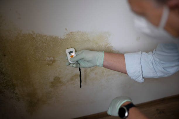 Best Certified Mold Removal  in Kilauea, HI