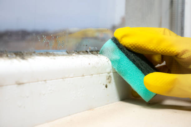 Best Mold Testing  in Kilauea, HI