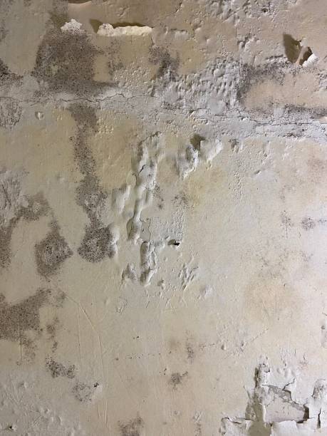 Best Emergency Mold Removal  in Kilauea, HI