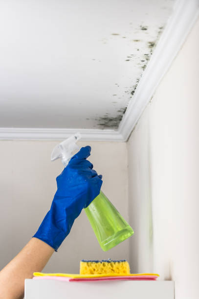 Best Attic Mold Removal  in Kilauea, HI