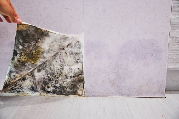 Best Office Mold Removal Services  in Kilauea, HI